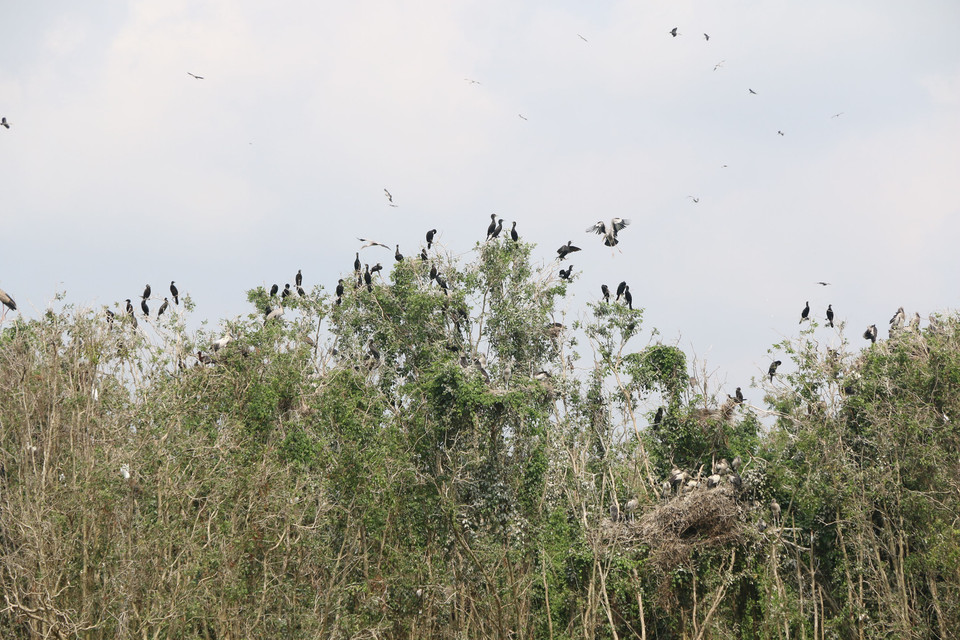 Asian openbill storks, scientifically known as Anastomus Oscitans, has been listed in Vietnam's Red Book as an extremely rare species (Photo: VNA)