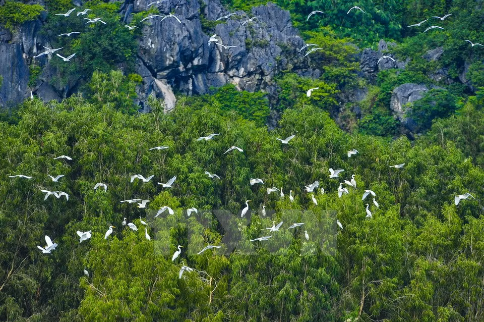 Van Long became a nature reserve in 1999 (Photo: VNA)