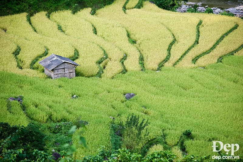 Locals live in the middle of their rice fields (Source: dep.com.vn/VNA)
