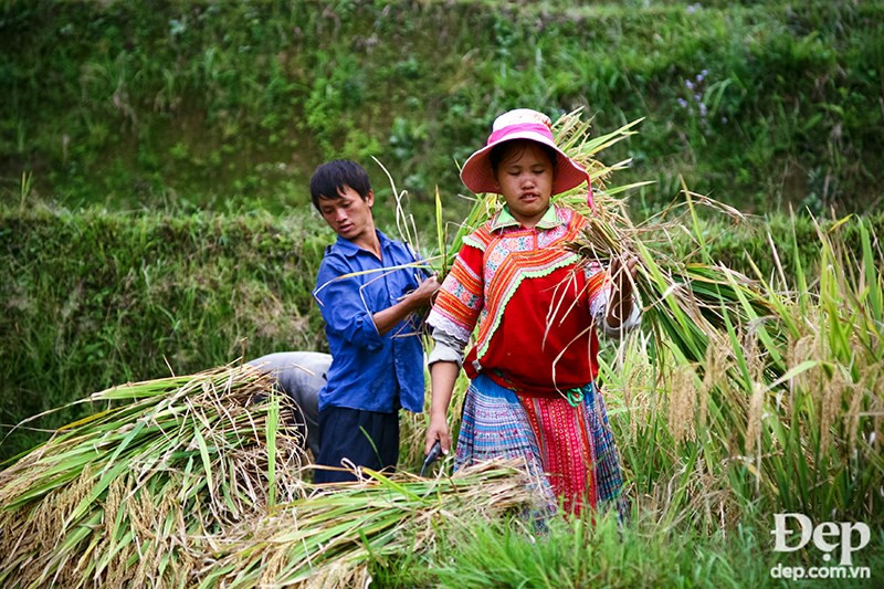 People harvest their rice in some fields (Source: dep.com.vn/VNA)