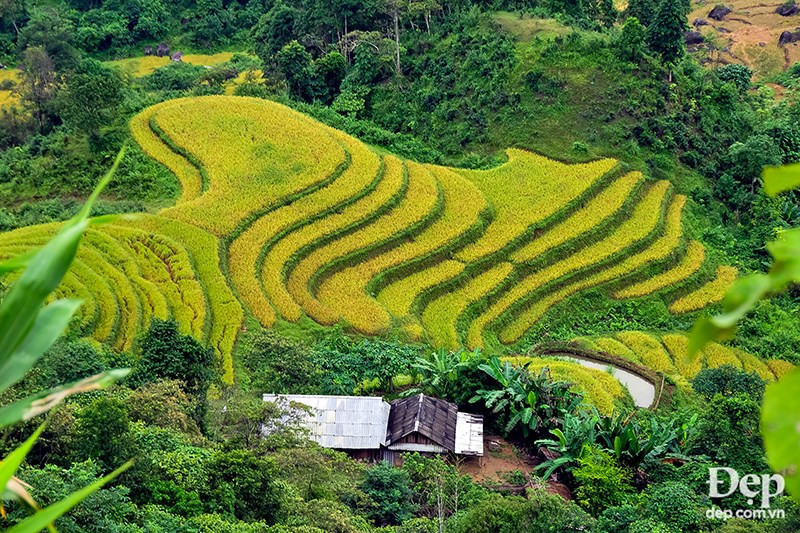 The rice in ripe period across terraced fields (Source: dep.com.vn/VNA)