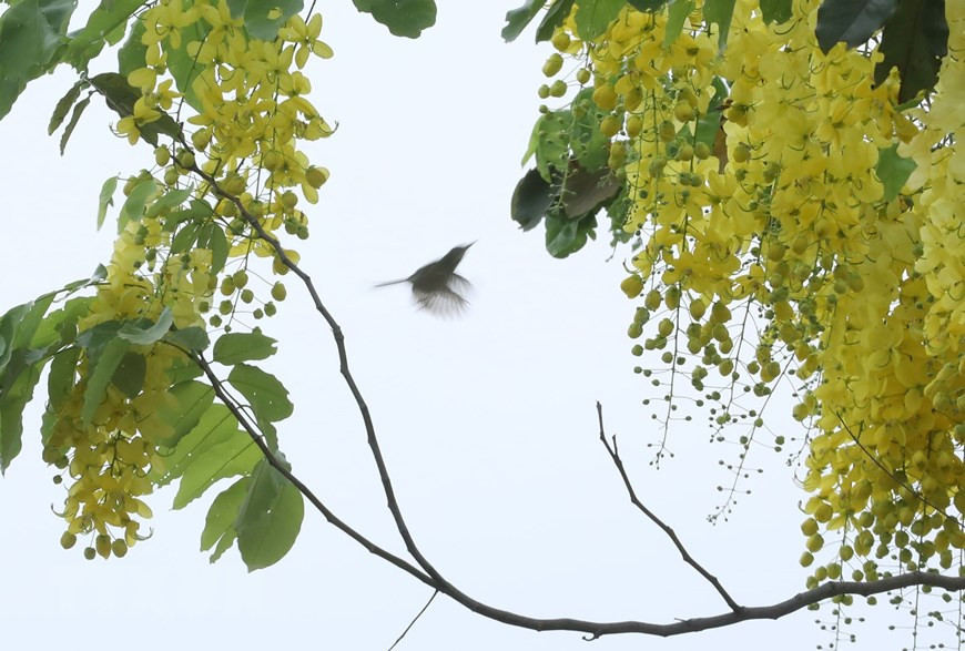 Lake-side road around West Lake in Hanoi are brightened with vivid golden shower flowers on early days of summer. (Photo: VNA)