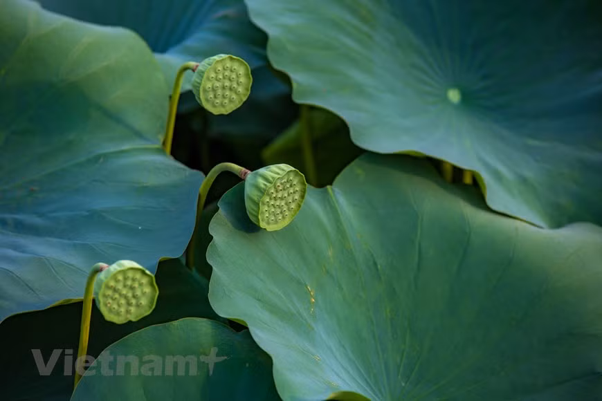 Each day, 800 to 1,000 lotus flowers are harvested from the pond and distributed to every corner of Hanoi. (Photo: Vietnam+)