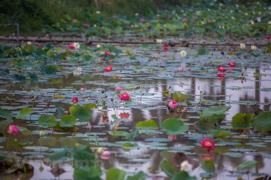 The model of polyculture is applied here to help different lotus species naturally crossbreed with each other to create new varieties. (Photo: Vietnam+)