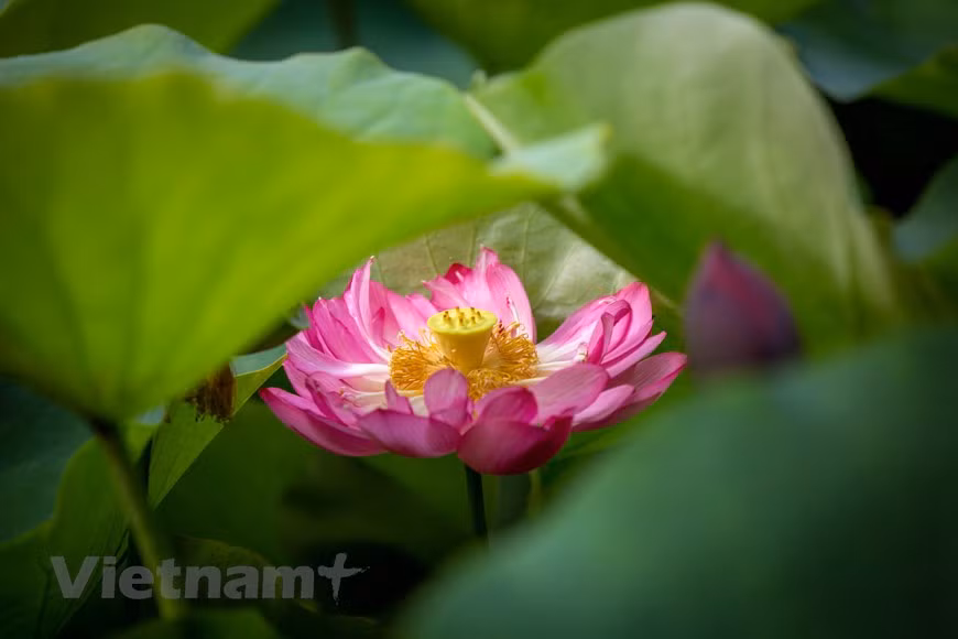 Lotus flowers must be harvested in the early morning to avoid heat and preserve their fragrancy. (Photo: Vietnam+)