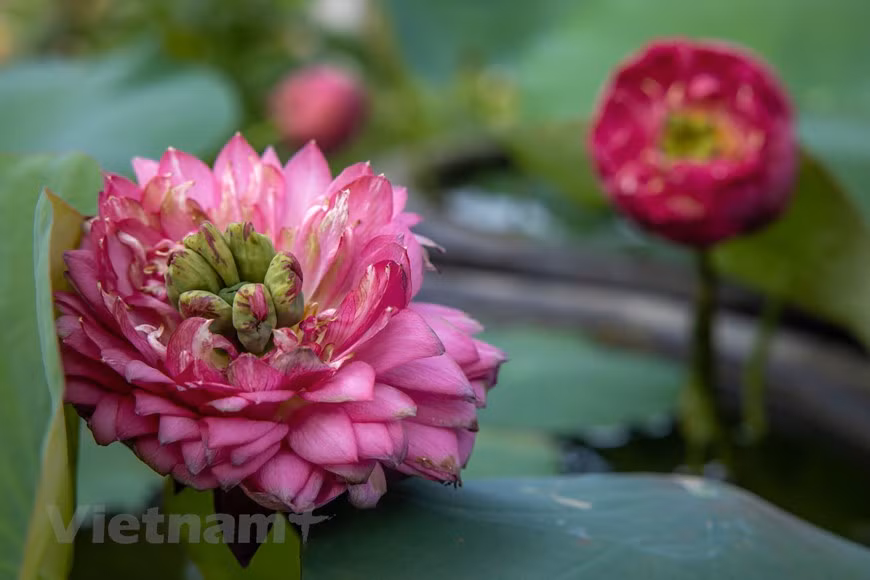 ‘Thuy Tuy Hong An’ lotus with its unique appearance (Photo: Vietnam+)