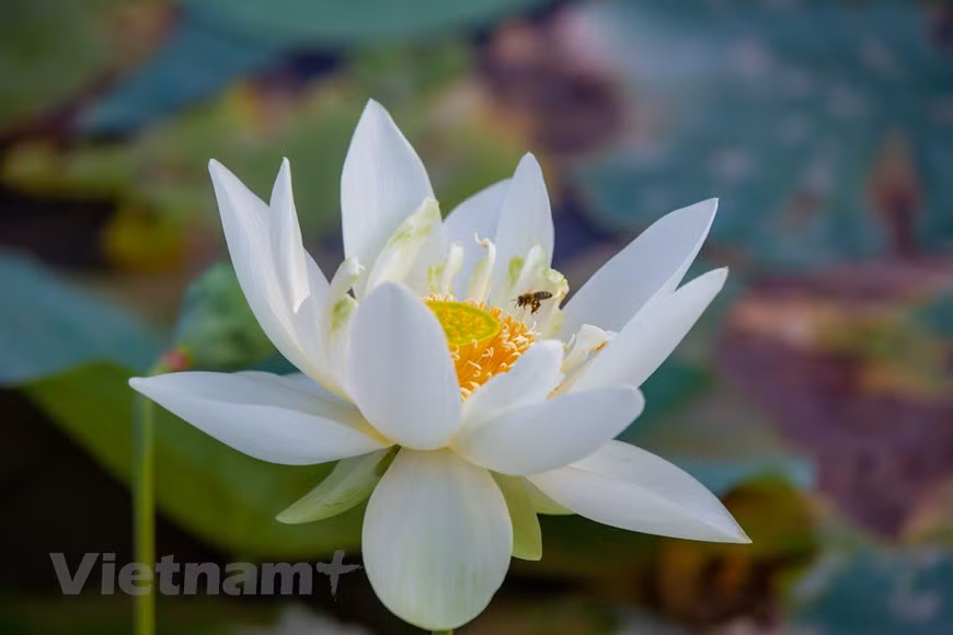 ‘Tender girl’ lotus (Photo: Vietnam+)