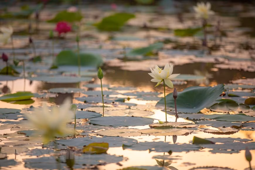 Regardless of differences in blooming timing, growth rate and nutrition demand, all lotus varieties need nearly the same care. (Photo: Vietnam+)