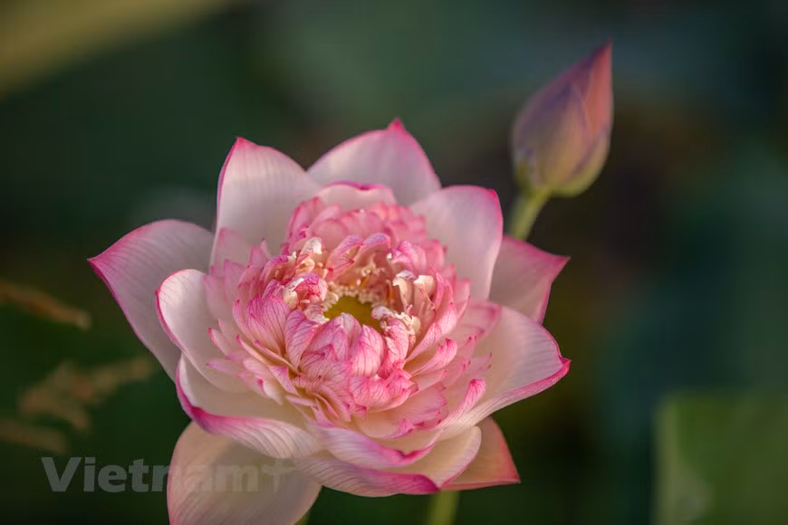 Pink Diamonds Lotus (Photo: Vietnam+)