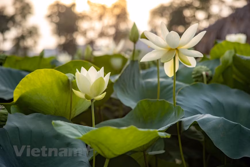 At present, the pond is home to the largest number of lotus varieties in Vietnam (Photo: Vietnam+)