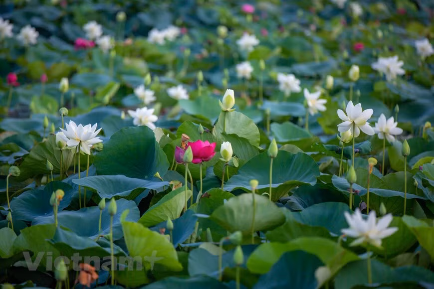 As a unit under the Vietnam National University of Agriculture, the Centre for Experimental, Research and Development of Lotus Genetic Resources is assigned with the task of studying and creating new lotus varieties, which have various advantages, including the ability to face the harsh weather conditions in the northern Vietnam and keep fragrancy longer. (Photo: Vietnam+)