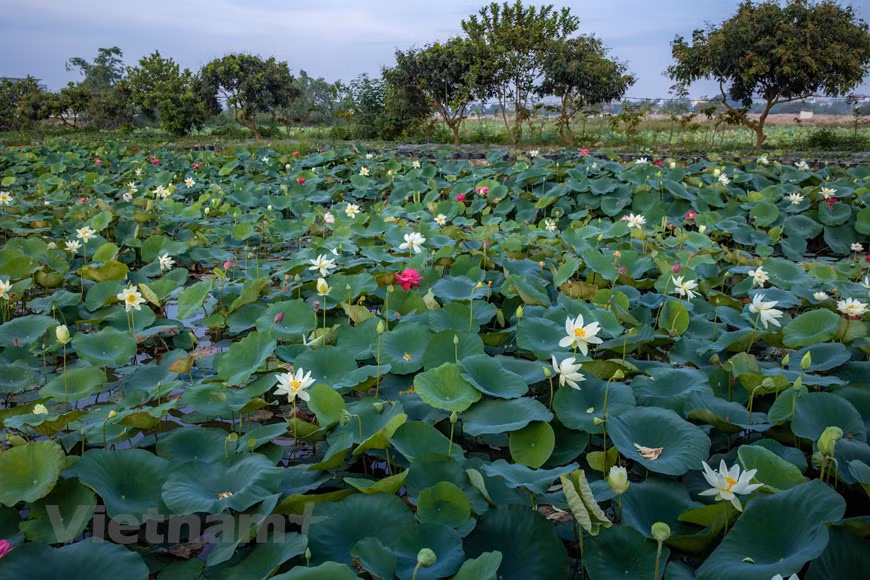 Visiting the lotus pond, which is 13km far from Hanoi’s centre, tourists will be amazed by the beauty of lotus flowers of different kinds blooming under the sun. (Photo: Vietnam+)