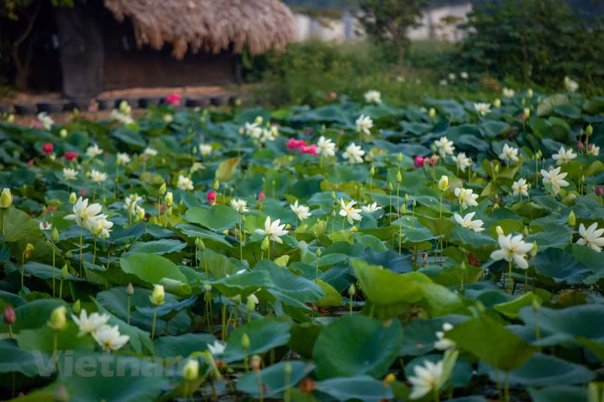 Covering an area of 7.5 hectares, the pond is home to the most lotus varieties in Vietnam. (Photo: Vietnam+)