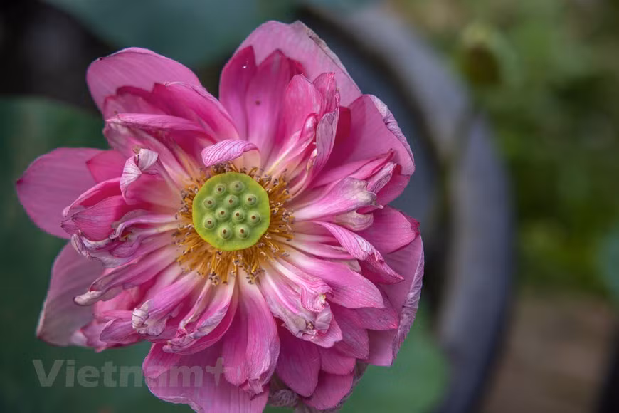 ‘Mid Nights’ Lotus (Photo: Vietnam+)