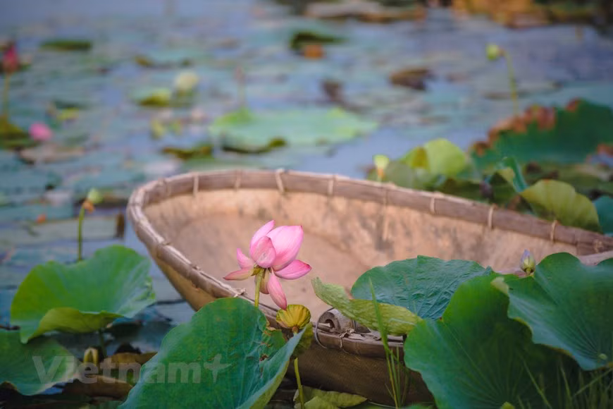 Various valuable lotus varieties are planted here, creating a colorful and unique scenery. (Photo: Vietnam+)