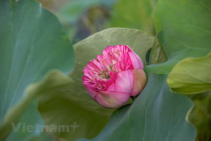 In photo: Trung Son thousand-petal lotus showcases its beauty in golden sunlight (Photo: Vietnam+)