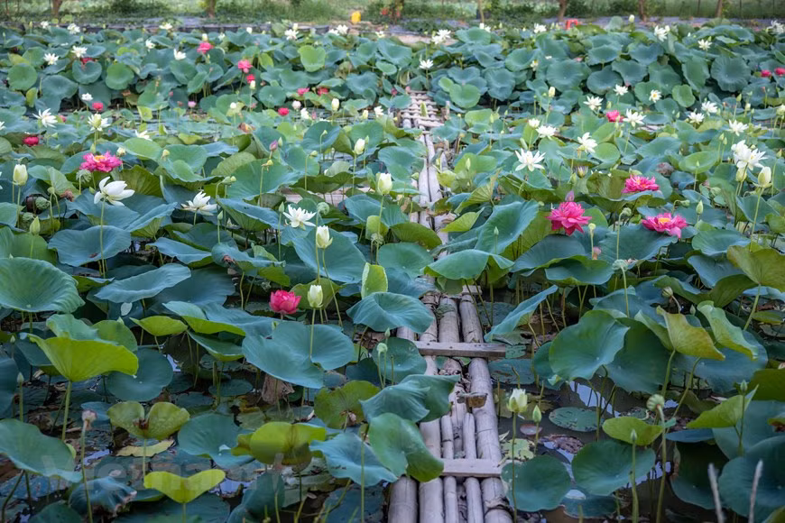 Thousands of lotus flowers of different colors (pink, yellow, white, red) showcase their beauty under the sun. (Photo: Vietnam+)