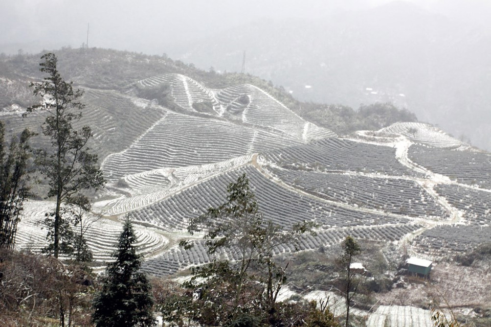 Snow on terraced fields near O Quy Ho pass. Some areas in Sapa are in 10cm deep of snow (Photo: VNA)