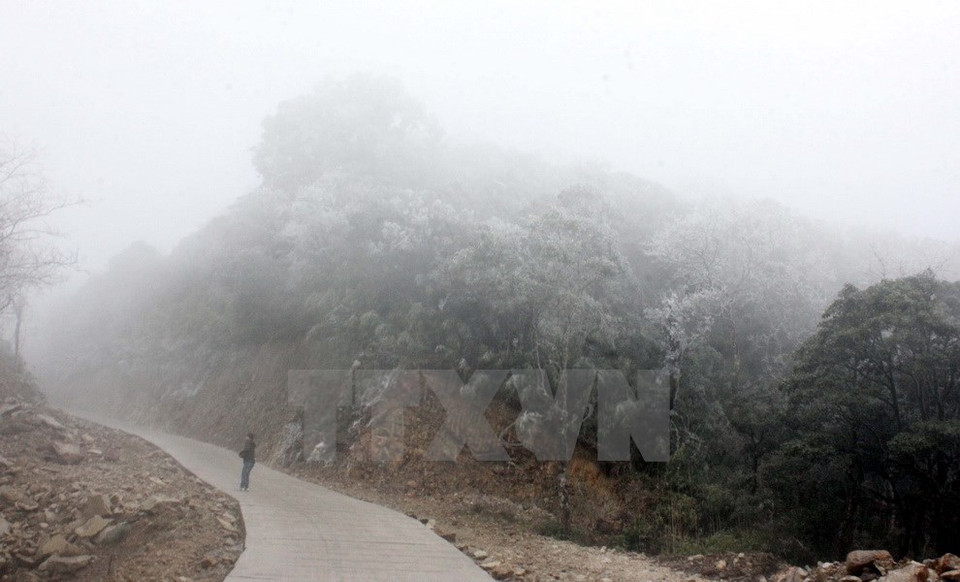 The cold chills the forest in Phja Oac (Photo: VNA)