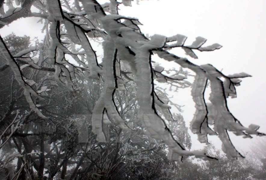 Trees are covered with ice in Phja Oac mountain, about 2,000 metres above the sea level, in Nguyen Binh district of Cao Bang province (Photo: VNA)