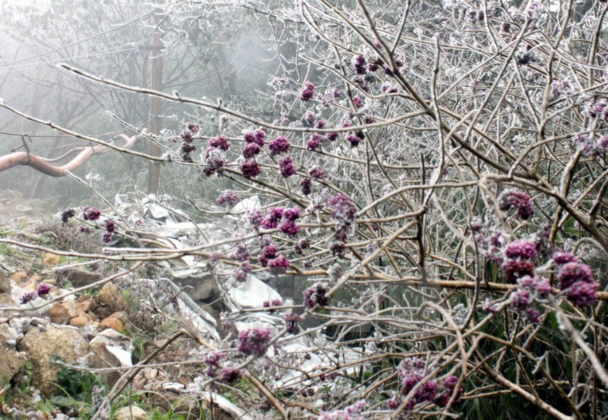 Wild flowers in Phja Oac are frozen in the cold (Photo: VNA)