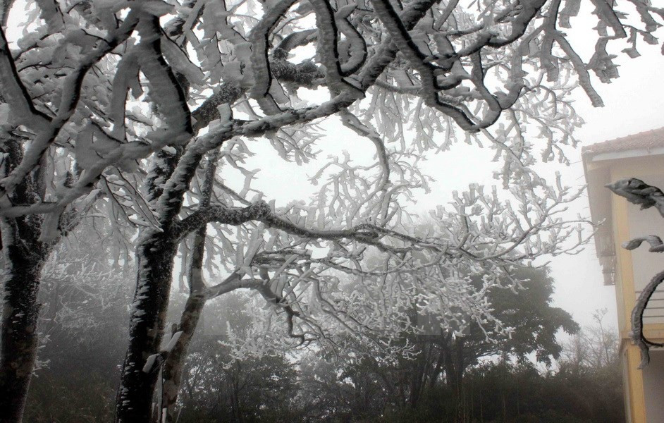 Trees in Phja Oac are covered with ice (Photo: VNA)