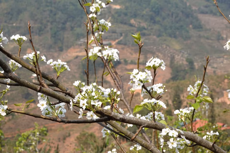 Pear flowers have five white petals that are slightly cup-shaped, with a fragile, pure beauty that is truly unique. The flowers can last for 2-3 weeks. (Photo: VNA)