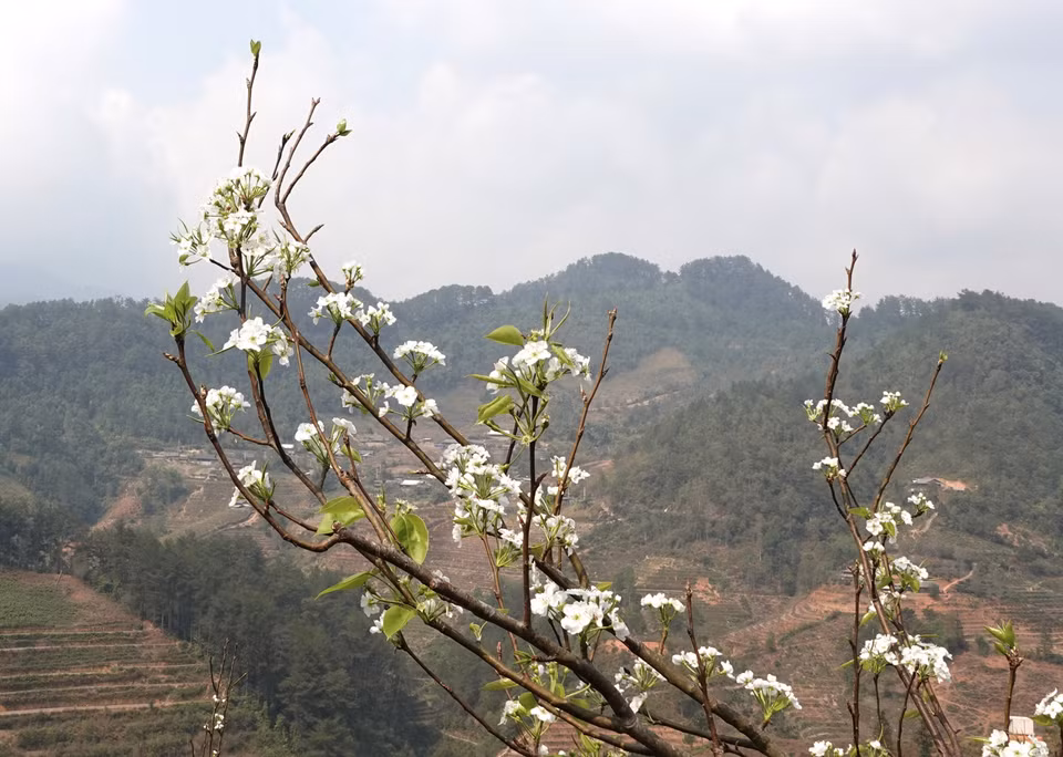 The beauty of pear blossoms (Photo: VNA)