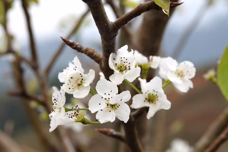 Pear blossoms are among the typical flowers in Vietnam’s north-western region in general and in Pung Luong commune, Mu Cang Chai district, in particular. (Photo: VNA)