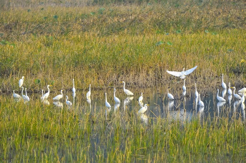 Storks and other species of water birds come to Van Long Lagoon during the dry season (Source: VNA) 