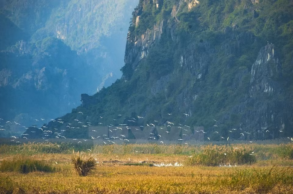 Storks and mountains in Van Long Lagoon create a poetic picture. (Source: VNA) 