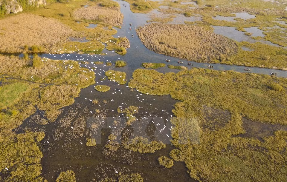Van Long Lagoon captured in the afternoon with flocks of storks and bamboo boats carrying ​tourists. (Source: VNA) 