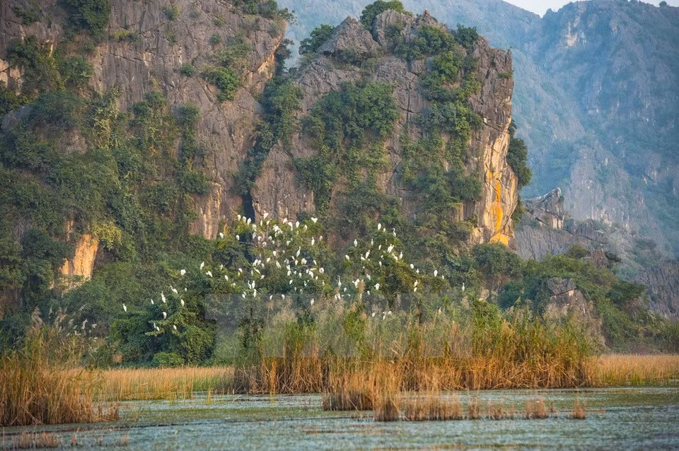 Thousands of storks return to Van Long in the winter (Source: VNA) 