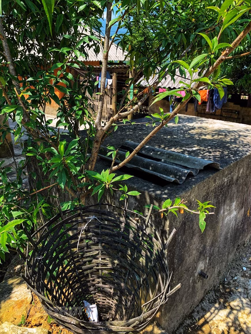 Not only keeping roads tidy, residents in Choan Then village also have environmentally friendly waste baskets like this to ensure a clean living environment. The language of Ha Nhi people belongs to the Tibeto – Burmese language group. They live on rice cultivation of burnt-over land or terraced fields. They are one of the groups experienced in reclaiming terraced fields on mountain slopes, digging canals and building small dams. They use ploughs and harrows pulled by oxens or buffaloes to work the fields. Their animal husbandry, cloth weaving and basketry making are also developed. Most of the Ha Nhi can make clothes for themselves (Photo: VietnamPlus)