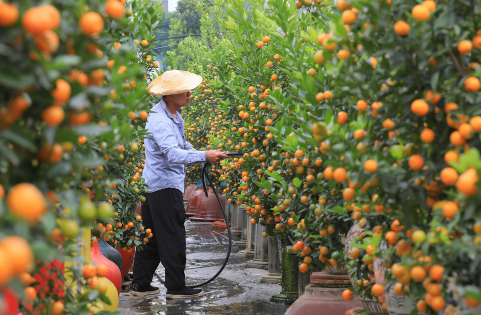 Tu Lien village is home to 400 households growing kumquat trees on a total area of some 20 hectares. (Photo: VNA)