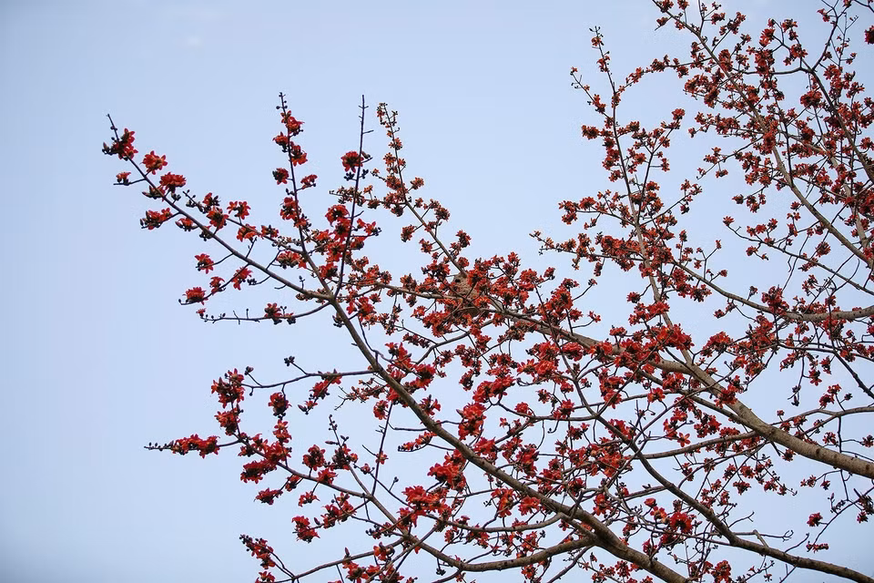 The vibrant red flowers against the deep blue sky. (Photo: VNA)