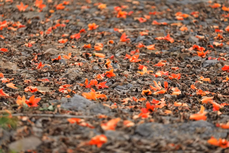 The delicate red cotton flowers possess a strangely captivating beauty. (Photo: VNA)