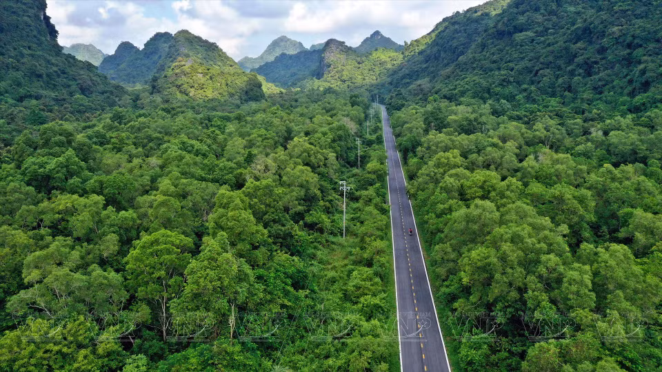 A picturesque forest path leading to Cat Ba National Park. (Photo: VNP/VNA)