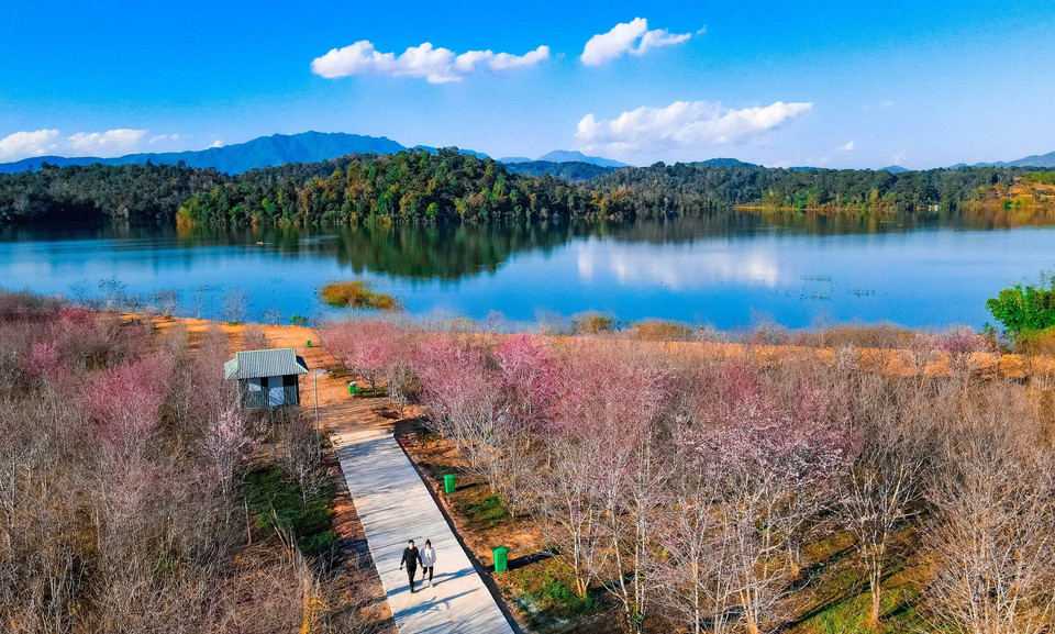 A sakura (cherry blossom) island in the middle of the lake. (Photo: VNA)