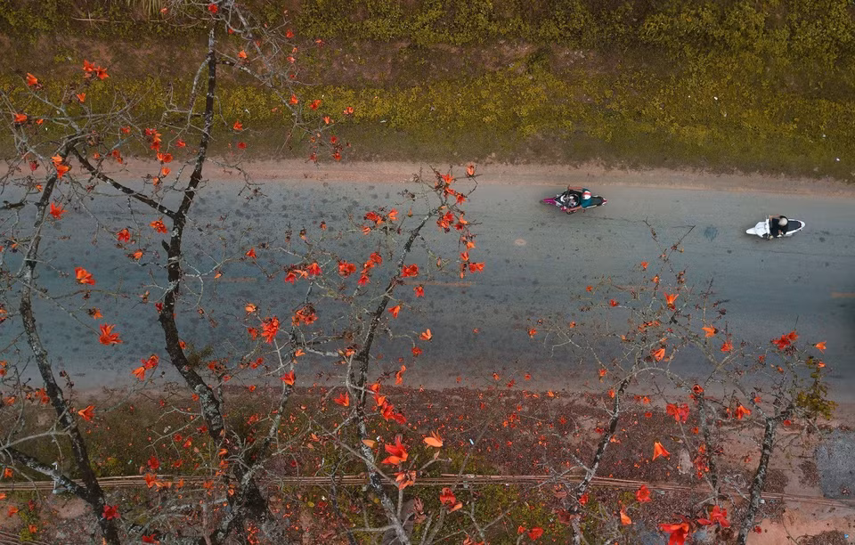 The cotton flowers bloom in vivid red during the final days of March. (Photo: VNA)