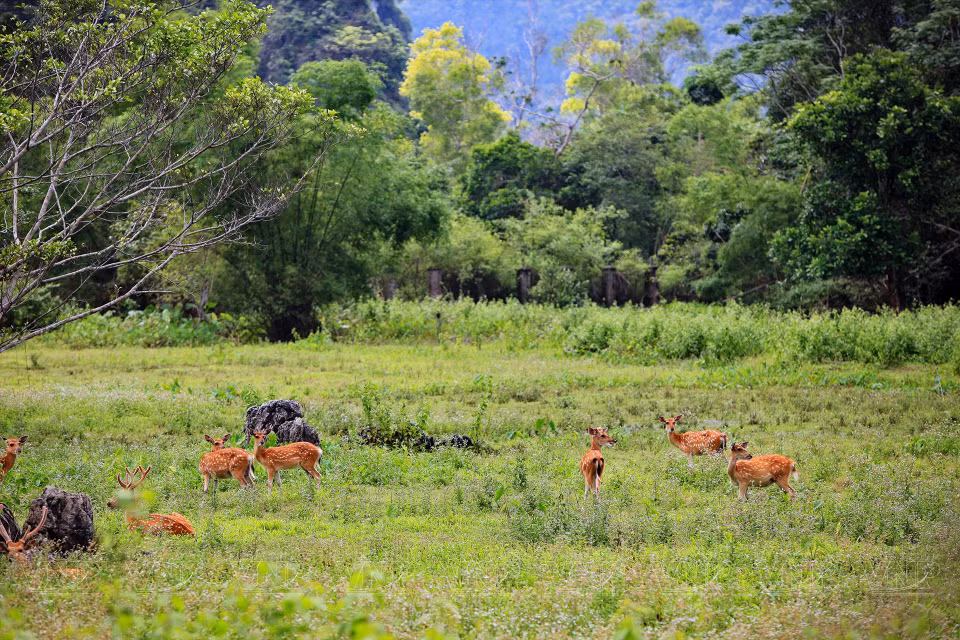 Cat Ba National Park hosts a semi-wild animal breeding area. (Photo: VNP/VNA)