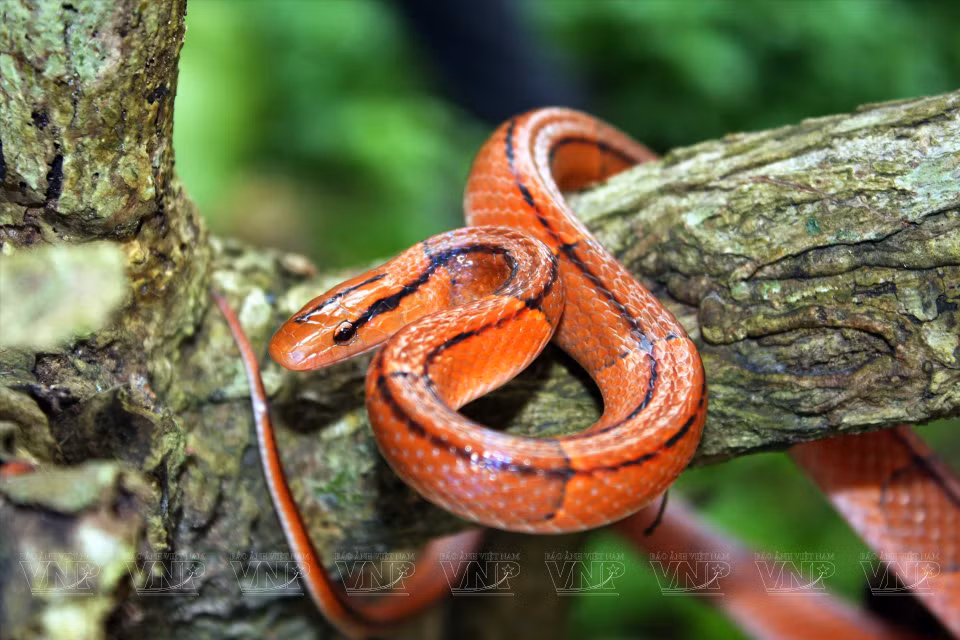 Various reptiles, including snakes and lizards, still thrive within Cat Ba National Park shelters. (Photo: VNP/VNA)