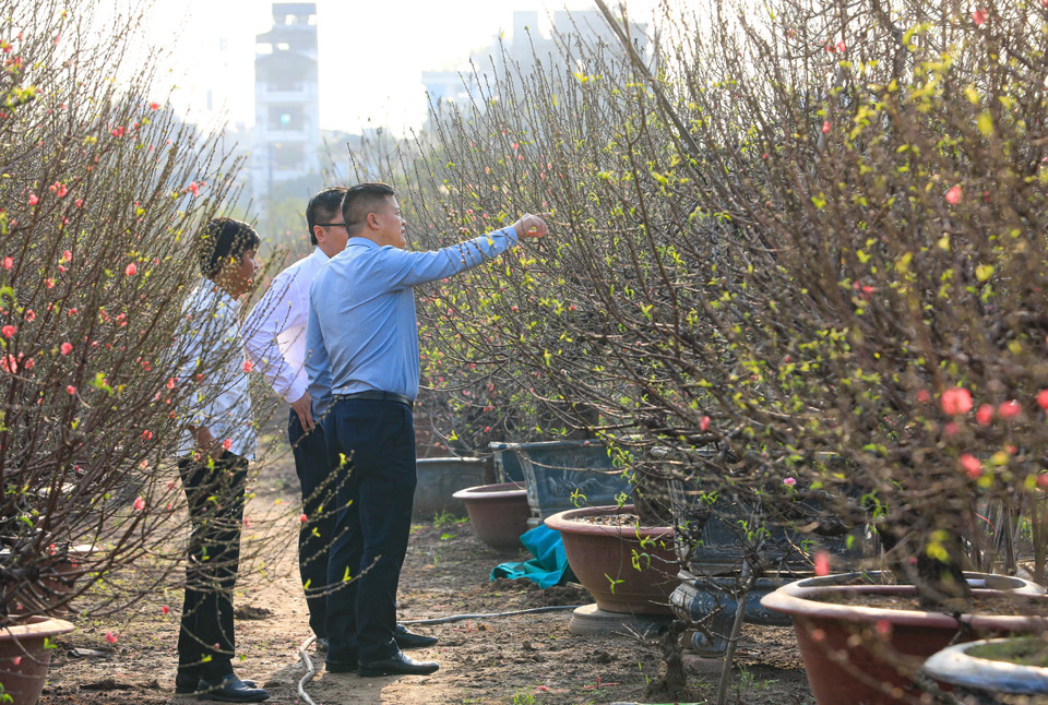 There are still 20 days remaining until Tet, but many customers have already visited various gardens to select their preferred peach trees and branches. (Photo: VNA)