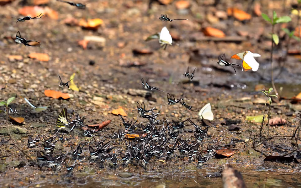 Every October, visitors are treated to the sight of beautiful and vibrant butterflies. (Photo: VNP/VNA)