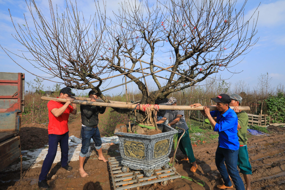 Nhat Tan peach blossoms are ready for customers at Tet. (Photo: VNA)