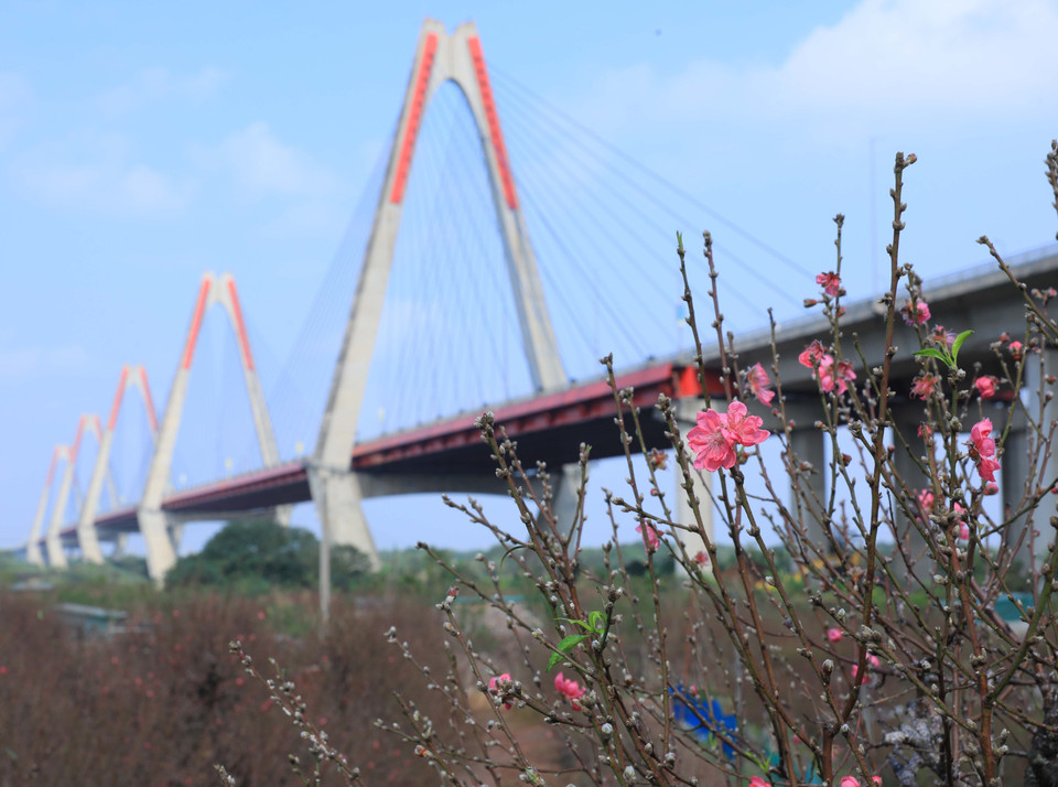 When the peach blossoms in Nhat Tan start to reveal their vibrant colours, it signals the approach of the Lunar New Year holiday. (Photo: VNA)