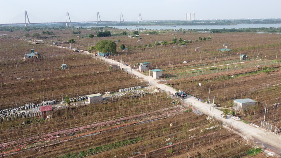 The peach gardens of Nhat Tan village stretch along the Red River. (Photo: VNA)