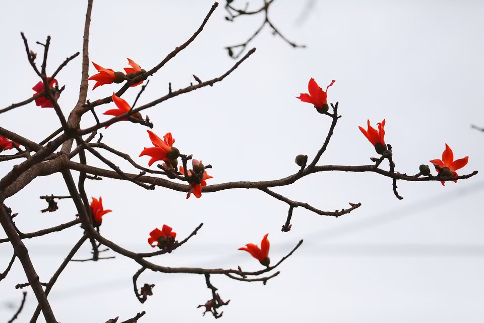 Talk of the cotton season immediately brings to mind warm spring weather, with gentle sunshine. The blooming of the flowers also heralds the arrival of a new farming season, as people prepare for planting and cultivation. (Photo: VNA)
