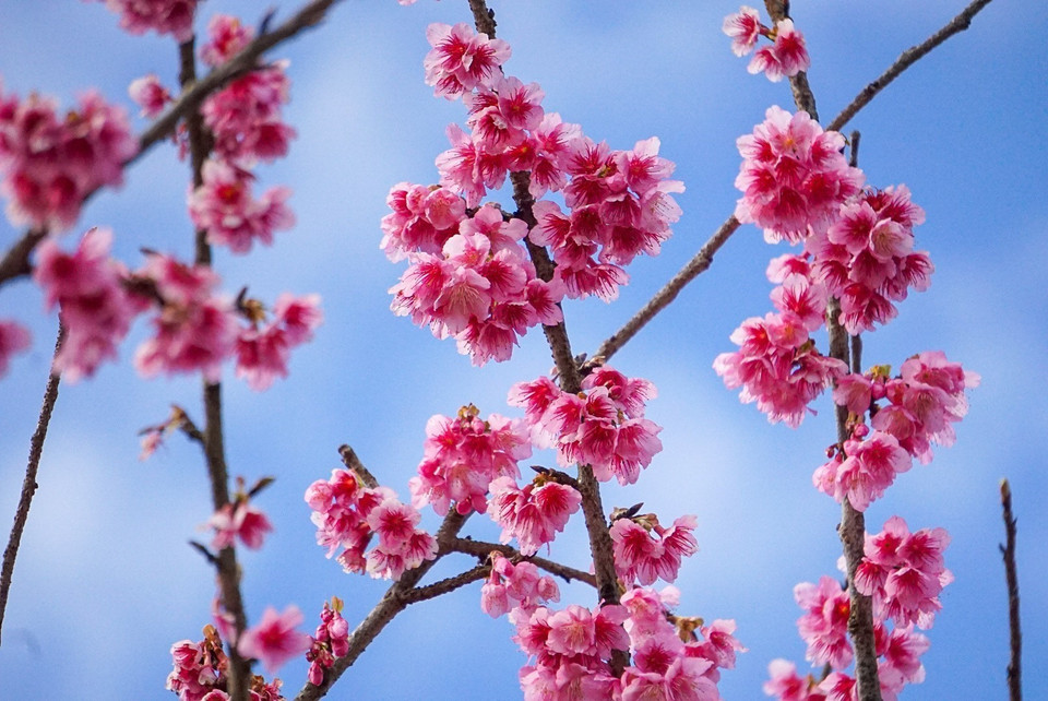 Cherry Blossoms (Sakura) are traditionally associated with Japan, blooming in spring. (Photo: VNA)