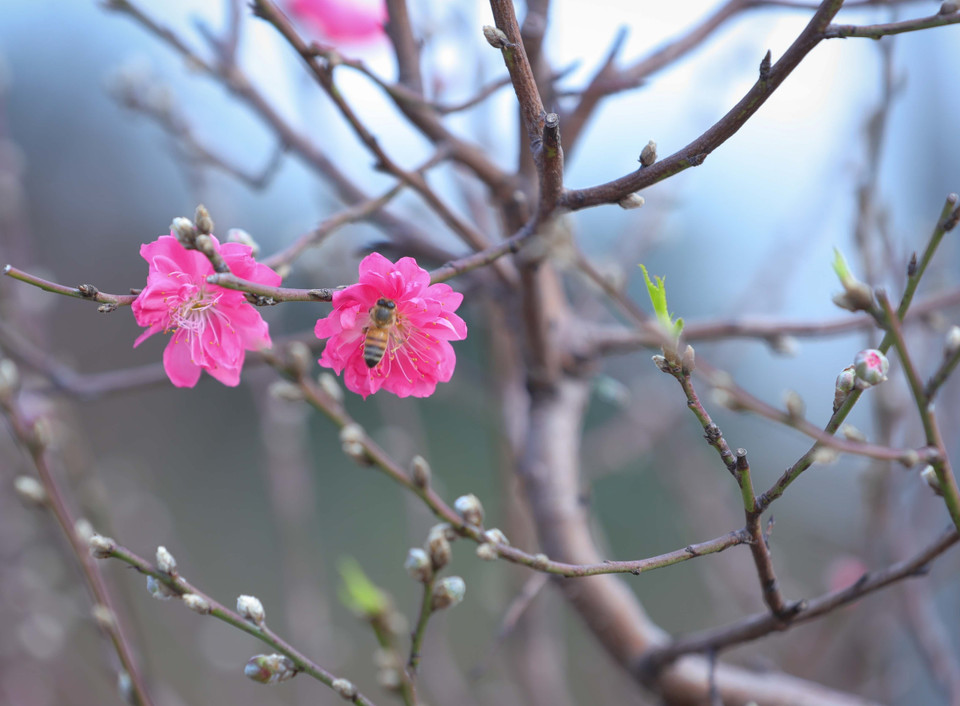 Nhat Tan peach blossoms show off their beauty. (Photo: VNA)